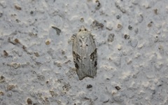 Acleris kochiella
