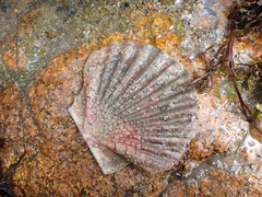Pecten