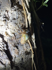 Hyalessa maculaticollis