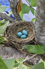 Turdus migratorius