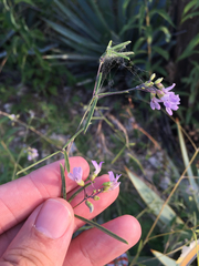 Pediomelum linearifolium