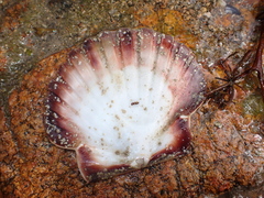 Pecten