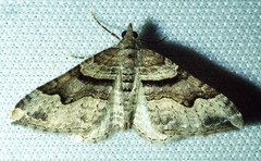 Xanthorhoe defensaria
