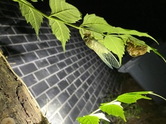 Hyalessa maculaticollis