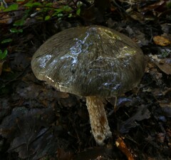 Cortinarius cuphomorphus