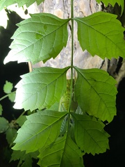 Hyalessa maculaticollis