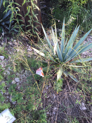 Pediomelum linearifolium