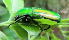 Chlorocala africana subsuturalis