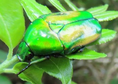 Chlorocala africana subsuturalis