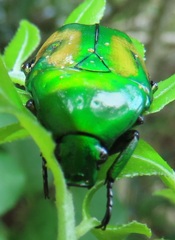 Chlorocala africana subsuturalis