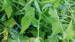 Actinostemma tenerum