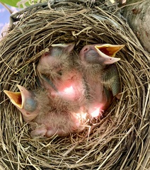 Turdus migratorius