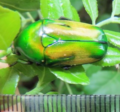 Chlorocala africana subsuturalis