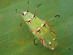 Cupha