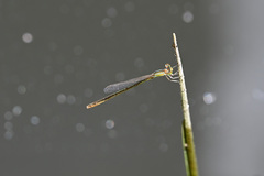 Agriocnemis pygmaea