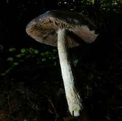 Cortinarius cuphomorphus