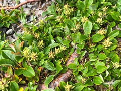 Salix ovalifolia