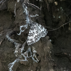 Rheumaptera hastata thulearia