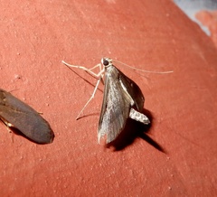 Almonia