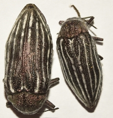 Julodis onopordi