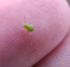 Liocoris tripustulatus