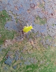 Liocoris tripustulatus