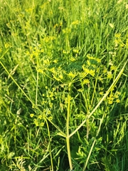 Tordylieae