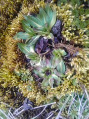 Hypochaeris sessiliflora