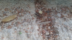 Formicidae