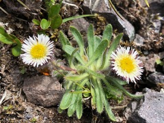Erigeron humilis