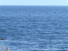 Orcinus