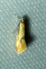 Batia lunaris