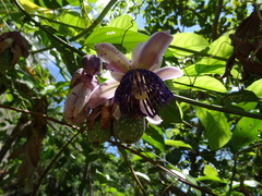 Passiflora riparia