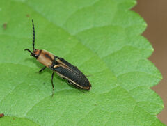 Megapenthes limbalis