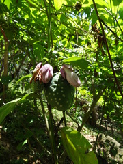 Passiflora riparia