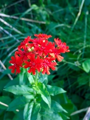 Silene chalcedonica