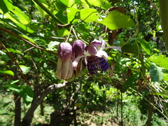 Passiflora riparia