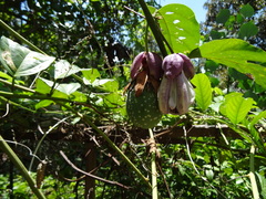 Passiflora riparia
