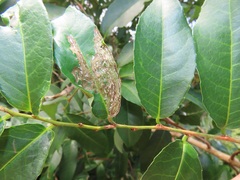 Sclerocroton integerrimus