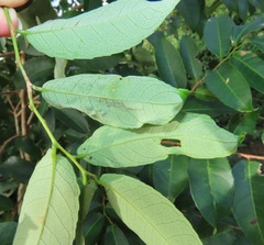 Sclerocroton integerrimus