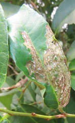 Sclerocroton integerrimus