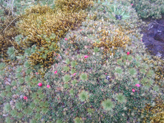 Disterigma empetrifolium