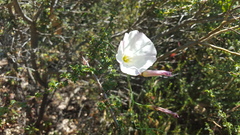 Calystegia purpurata
