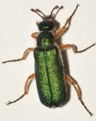Cerocoma schaefferi