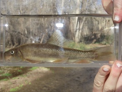 Catostomus insignis
