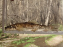 Pantosteus clarkii