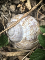 Helix pomatia