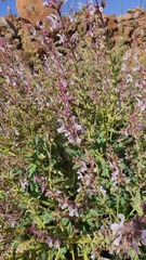 Salvia palaestina