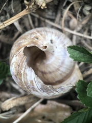 Helix pomatia