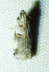 Acrobasis comptella